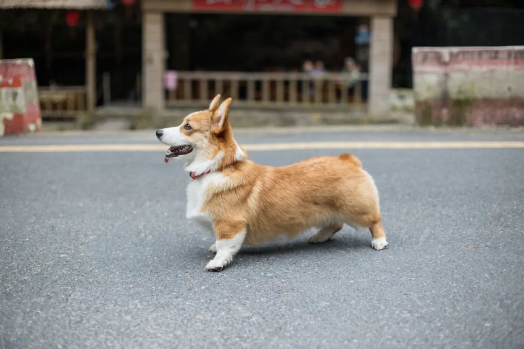 再见，我的老伴侣