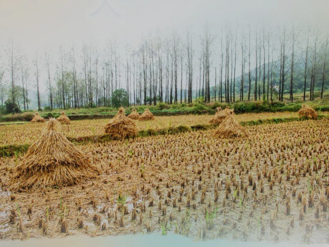 肥土不废，沃土“搬场”